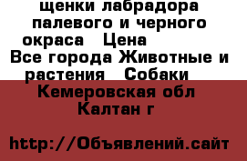 щенки лабрадора палевого и черного окраса › Цена ­ 30 000 - Все города Животные и растения » Собаки   . Кемеровская обл.,Калтан г.
